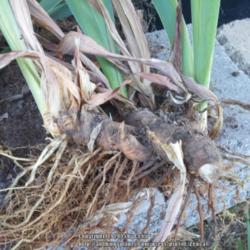 Location: West Valley City, UT
Rhizome and roots