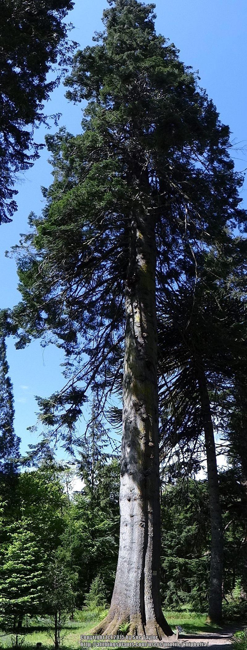 Photo of Grand Fir (Abies grandis) uploaded by kniphofia