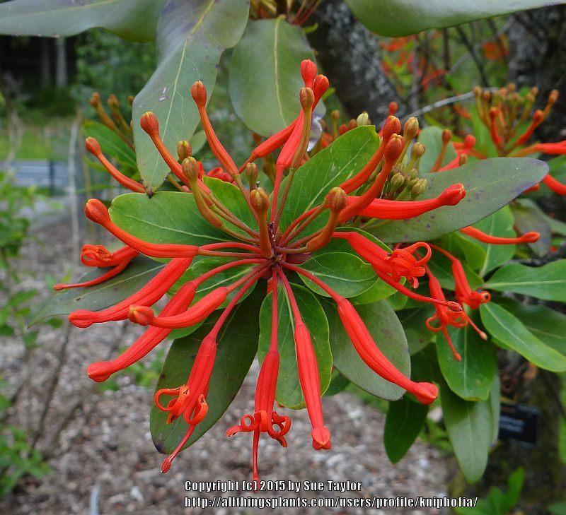 Photo of Flame Flower (Embothrium coccineum) uploaded by kniphofia