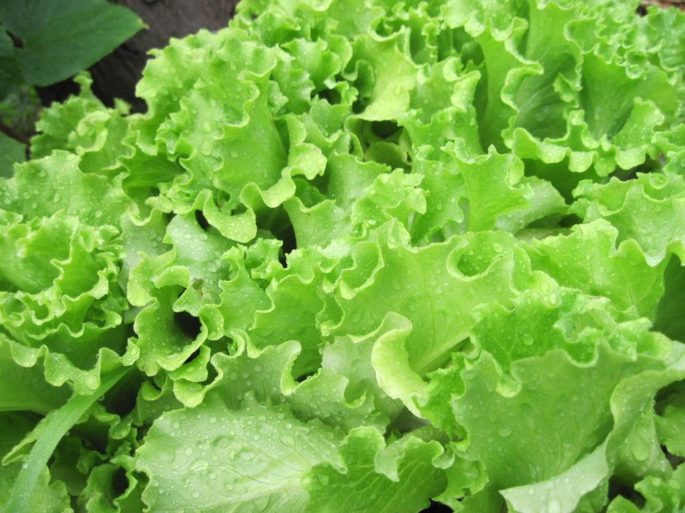 Photo of Lettuce (Lactuca sativa 'Muir') uploaded by kylaluaz