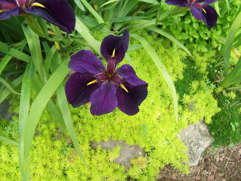 Photo of Louisiana Iris (Iris 'Black Gamecock') uploaded by pirl