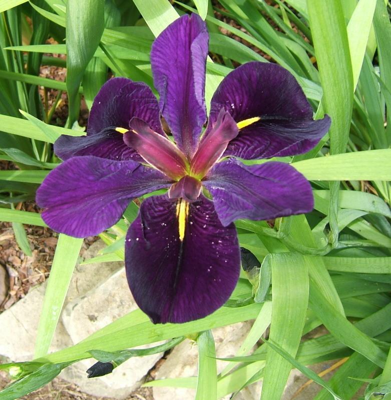 Photo of Louisiana Iris (Iris 'Black Gamecock') uploaded by pirl