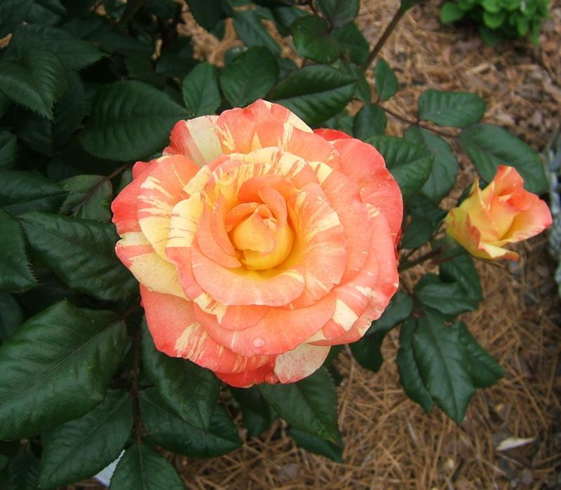 Photo of Rose (Rosa 'Chihuly') uploaded by pirl