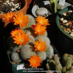 Location: At our garden - San Joaquin County, CA
Date: 2015-06-03
Photo update of Rebutia muscula this June 2015