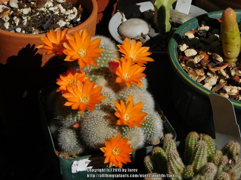 Photo of Flame Crown Cactus (Aylostera deminuta) uploaded by tarev