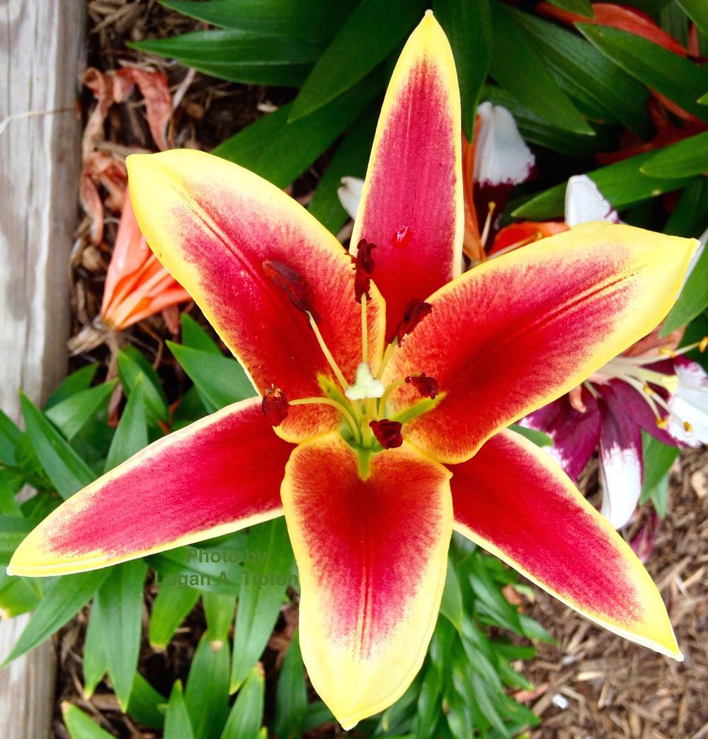 Photo of Lily (Lilium 'Red Dutch') uploaded by tiptonla