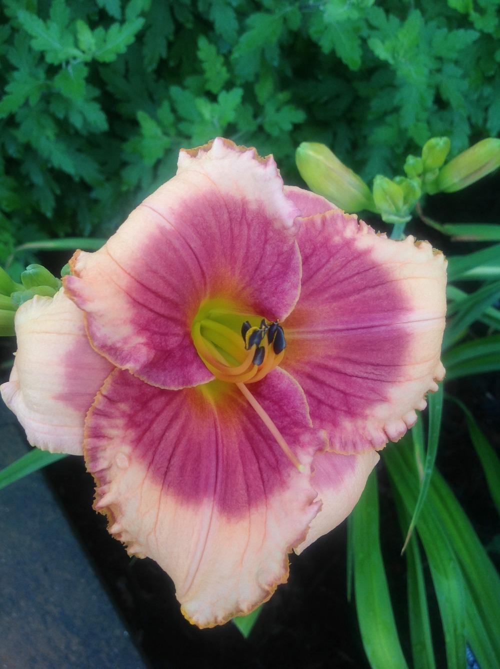 Photo of Daylily (Hemerocallis 'Can You See Me Now') uploaded by Lilydaydreamer
