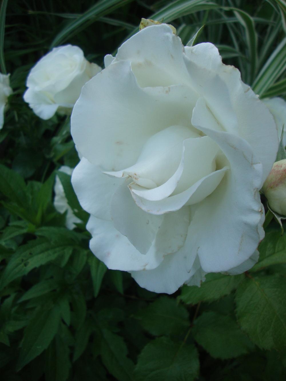 Photo of Rose (Rosa 'Crystalline') uploaded by Paul2032