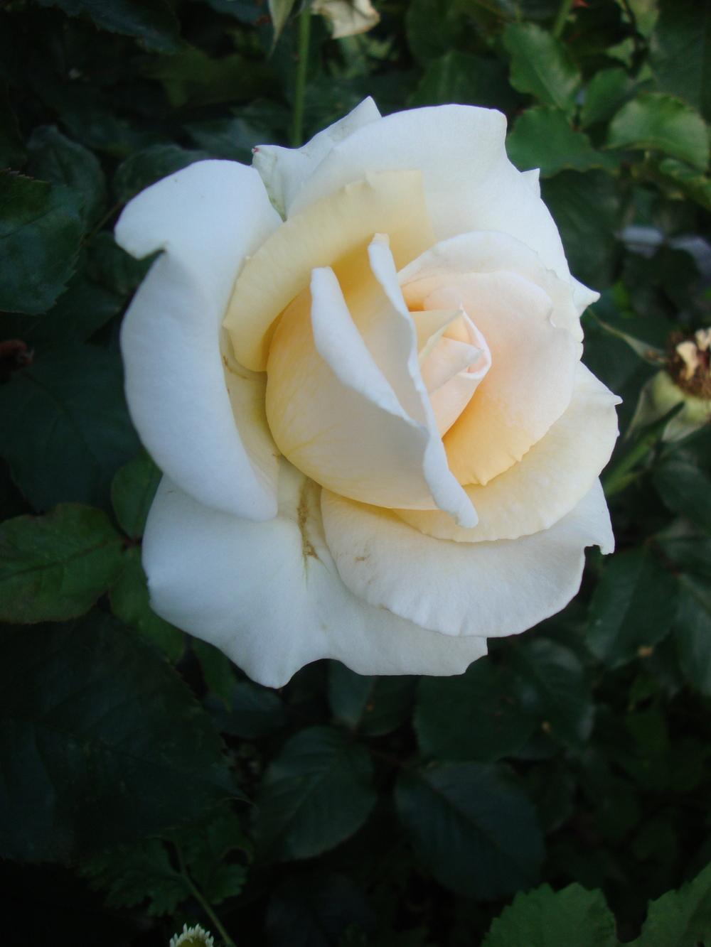 Photo of Rose (Rosa 'Whisper') uploaded by Paul2032