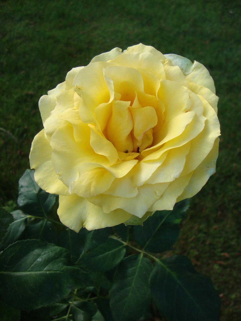 Photo of Rose (Rosa 'St. Patrick') uploaded by Paul2032