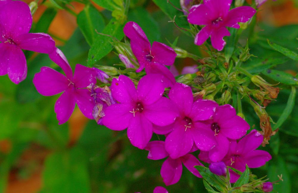 Photo of Phloxes (Phlox) uploaded by Rose1656