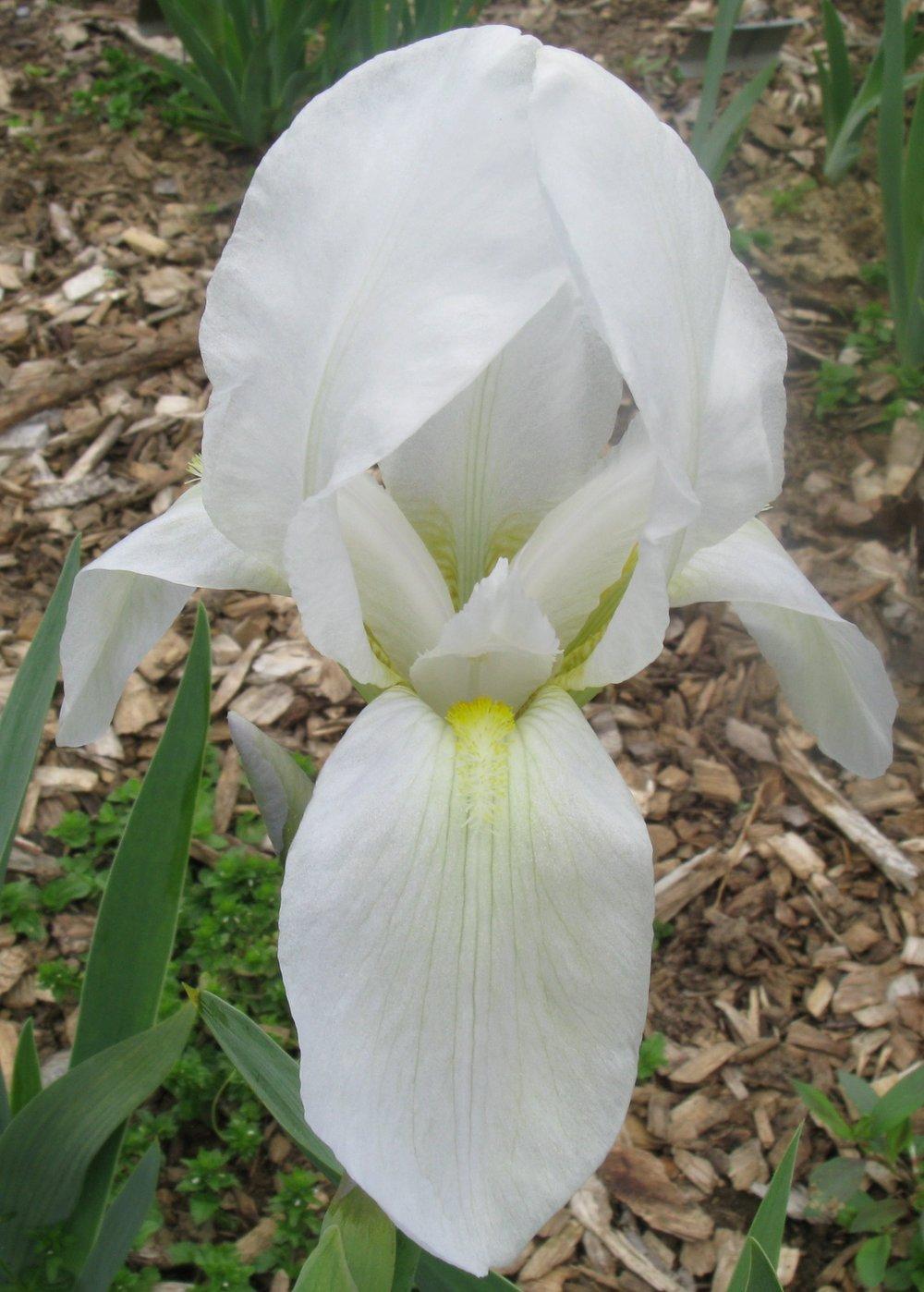 Photo of Species Iris (Iris albicans) uploaded by admin