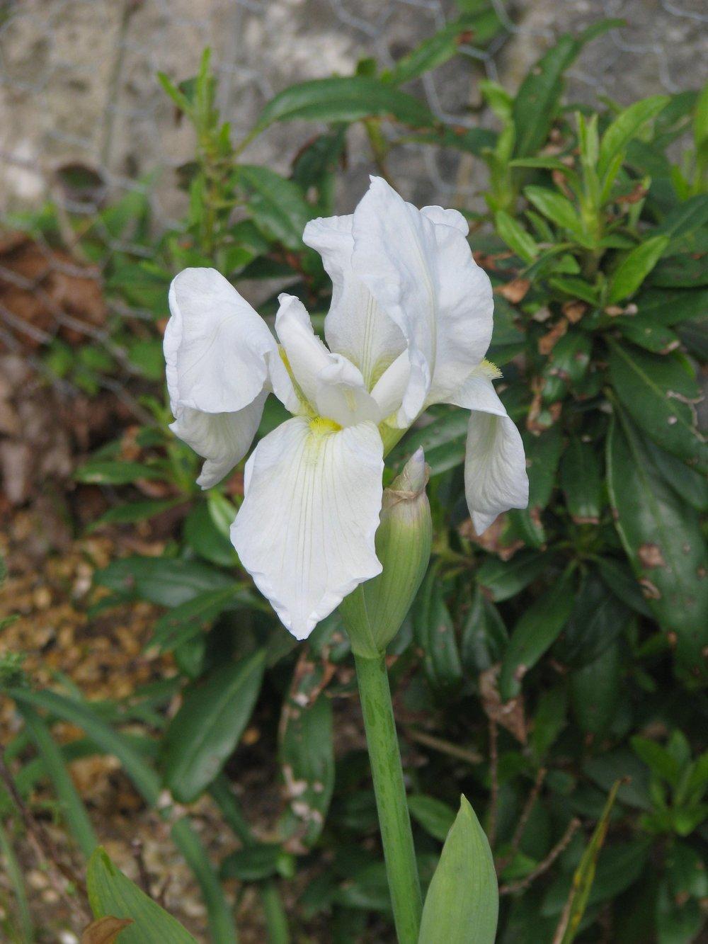 Photo of Species Iris (Iris albicans) uploaded by admin