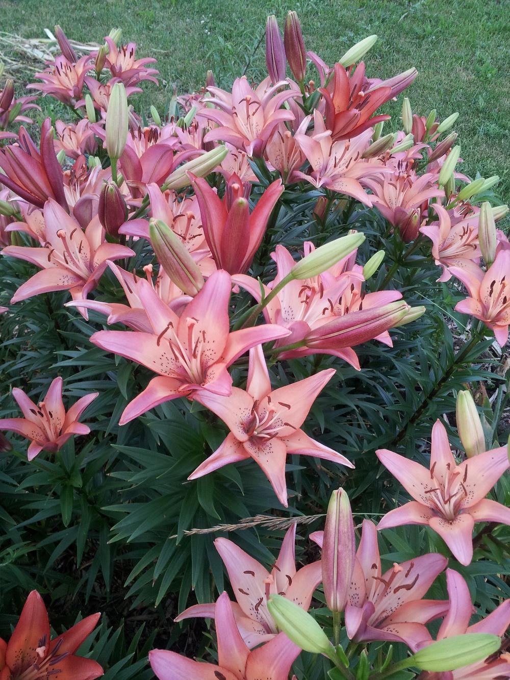 Photo of Lilies (Lilium) uploaded by gemini_sage