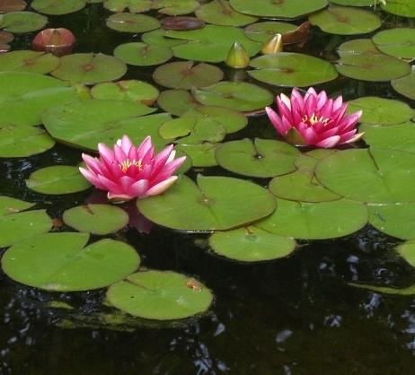 Photo of Hardy Water Lily (Nymphaea 'Attraction') uploaded by plantrob