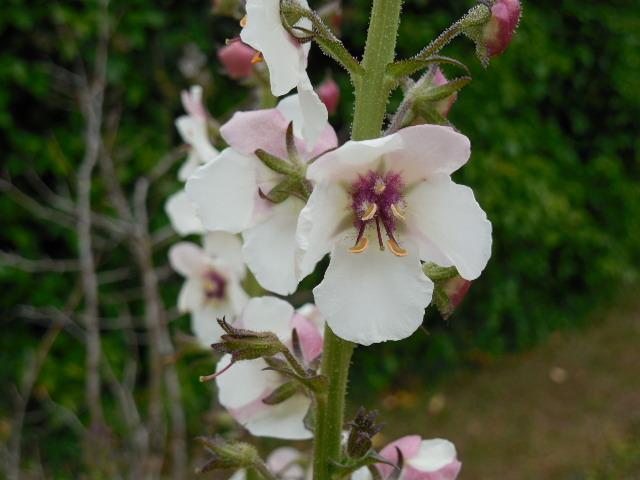 Photo of Moth Mullein (Verbascum blattaria) uploaded by wcgypsy
