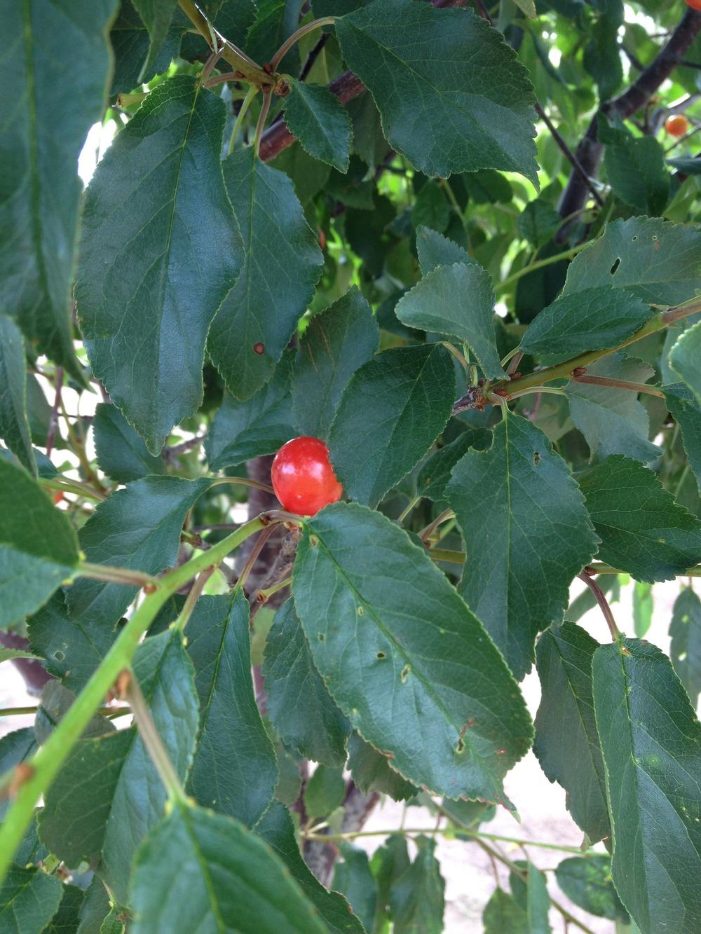Photo of Pie Cherry (Prunus cerasus 'Montmorency') uploaded by Anderwood