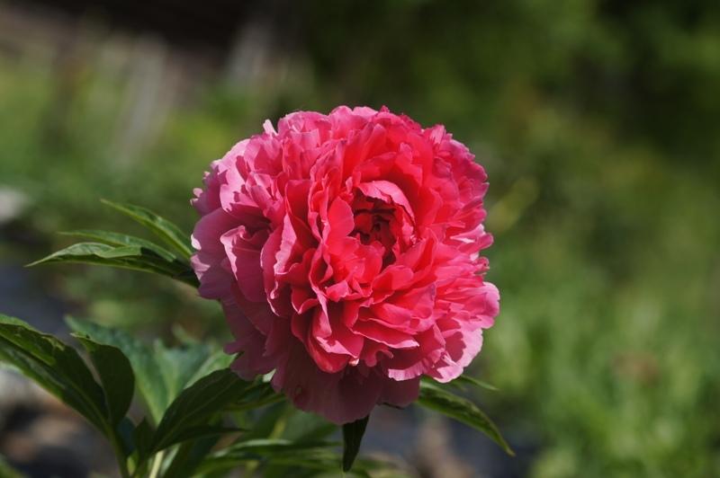 Photo of Peony (Paeonia 'Rose Heart') uploaded by LadyMary