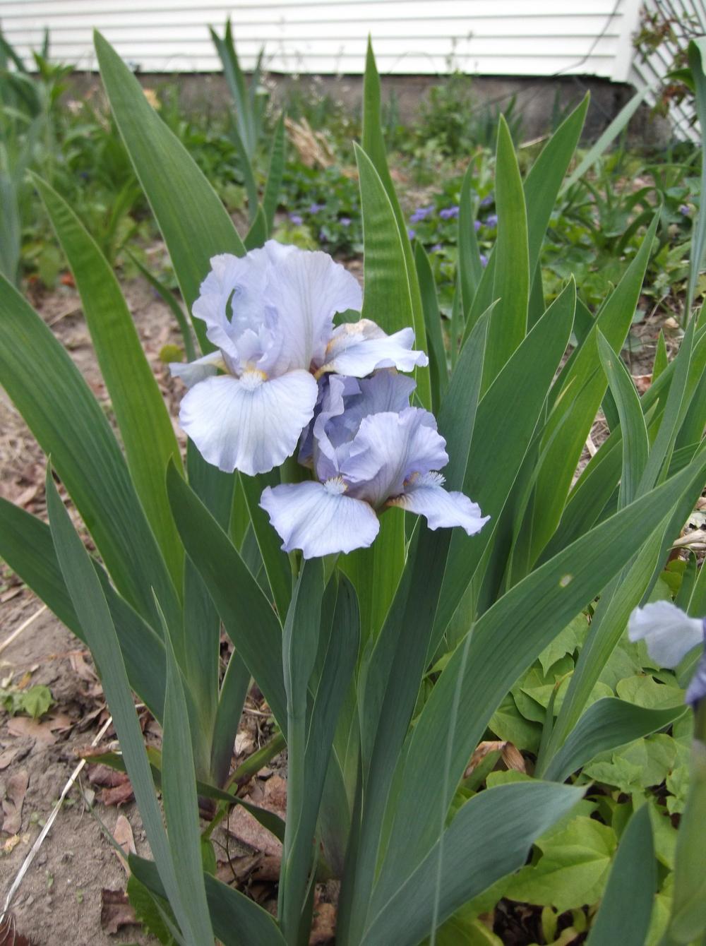 Photo of Standard Dwarf Bearded Iris (Iris 'At First Sight') uploaded by Linneaj