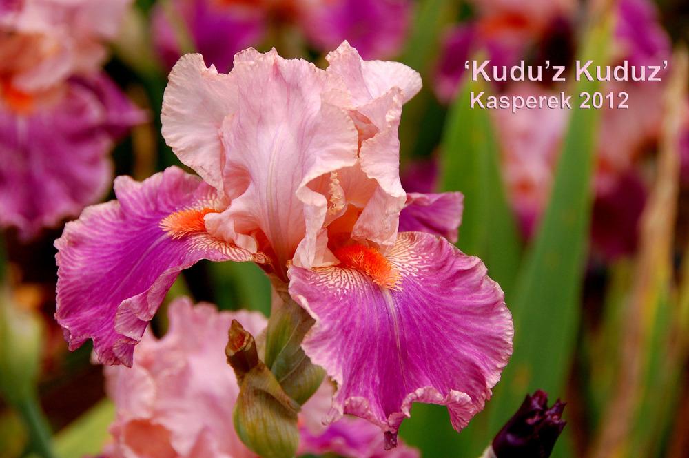 Photo of Tall Bearded Iris (Iris 'Kudu'z Kudoz') uploaded by Mikey