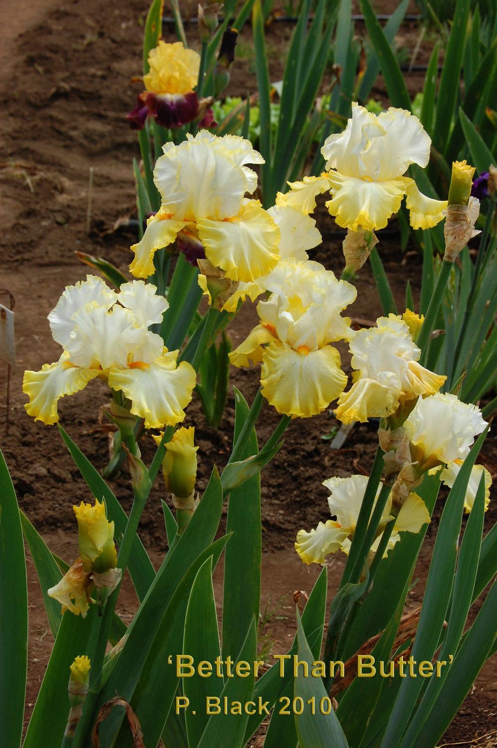 Photo of Tall Bearded Iris (Iris 'Better than Butter') uploaded by Mikey