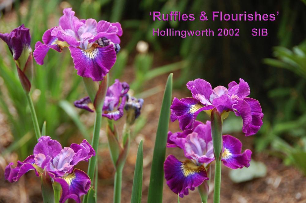 Photo of Siberian Iris (Iris 'Ruffles and Flourishes') uploaded by Mikey