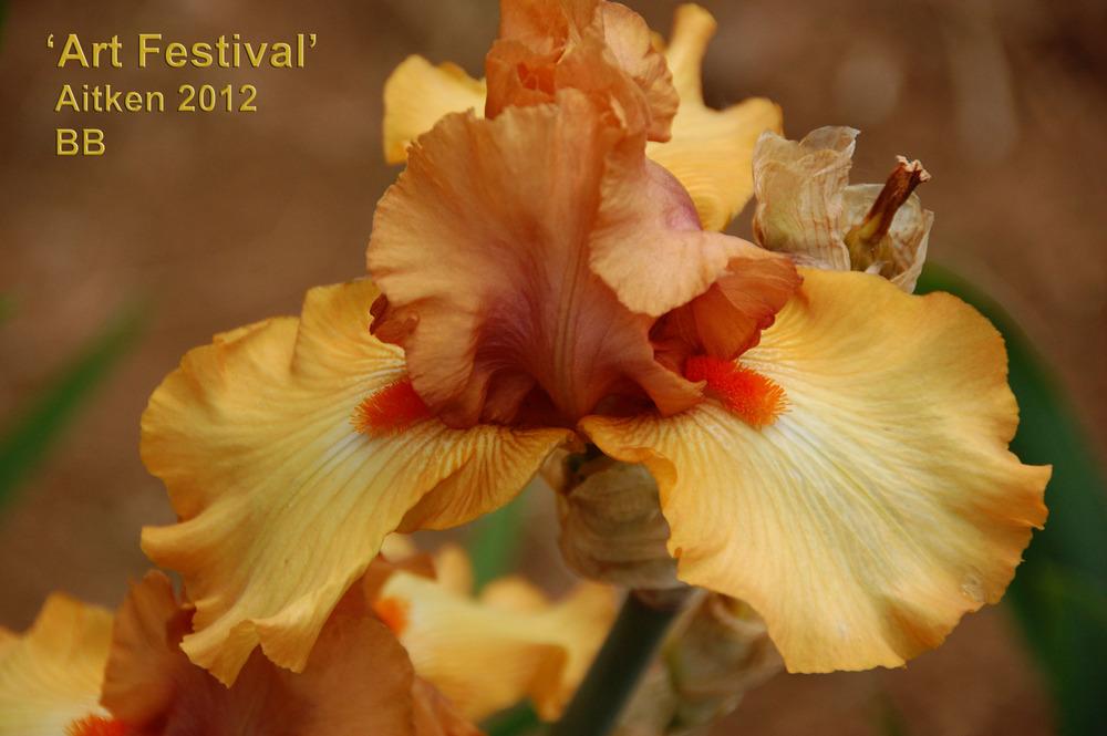 Photo of Border Bearded Iris (Iris 'Art Festival') uploaded by Mikey