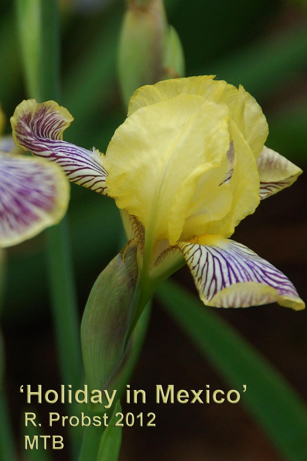 Photo of Miniature Tall Bearded Iris (Iris 'Holiday in Mexico') uploaded by Mikey