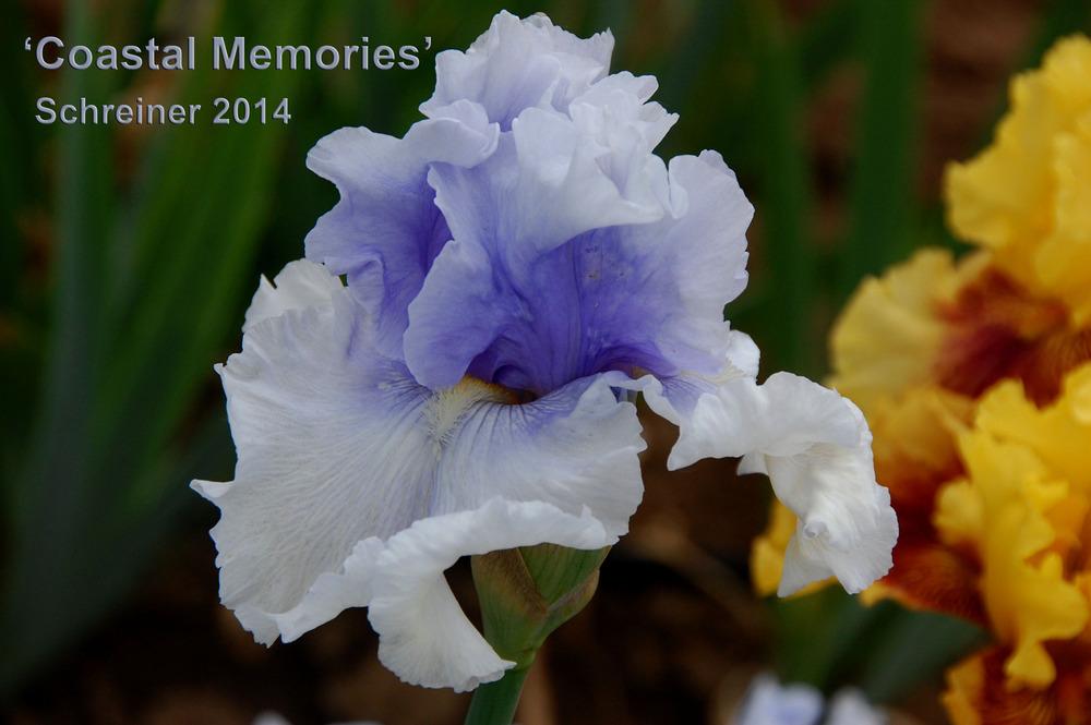 Photo of Tall Bearded Iris (Iris 'Coastal Memories') uploaded by Mikey