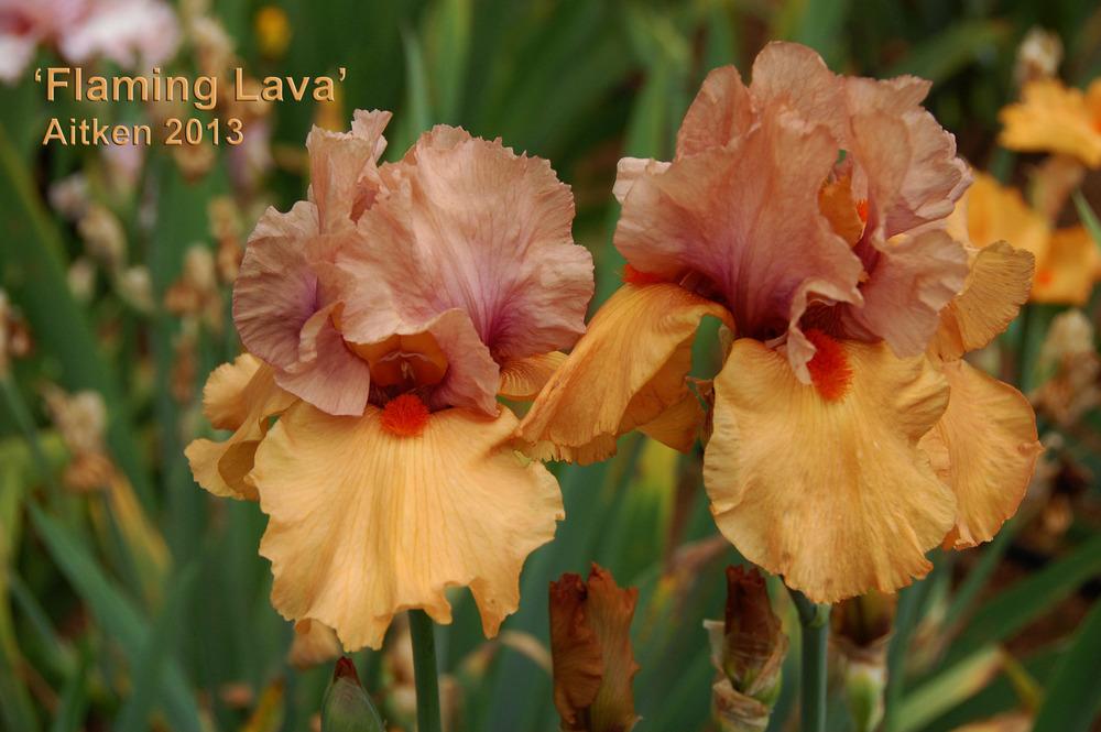 Photo of Tall Bearded Iris (Iris 'Flaming Lava') uploaded by Mikey