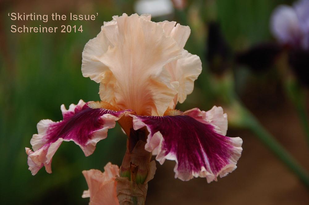 Photo of Tall Bearded Iris (Iris 'Skirting the Issue') uploaded by Mikey