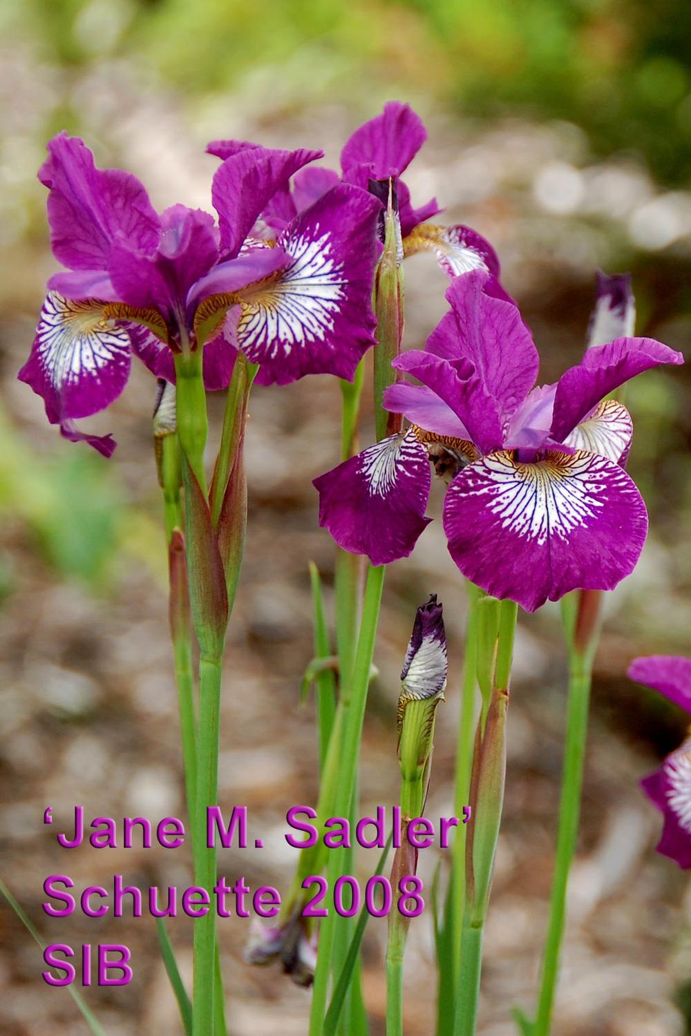 Photo of Siberian Iris (Iris 'Jane M. Sadler') uploaded by Mikey