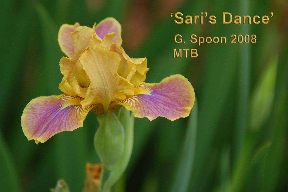 Photo of Miniature Tall Bearded Iris (Iris 'Sari's Dance') uploaded by Mikey