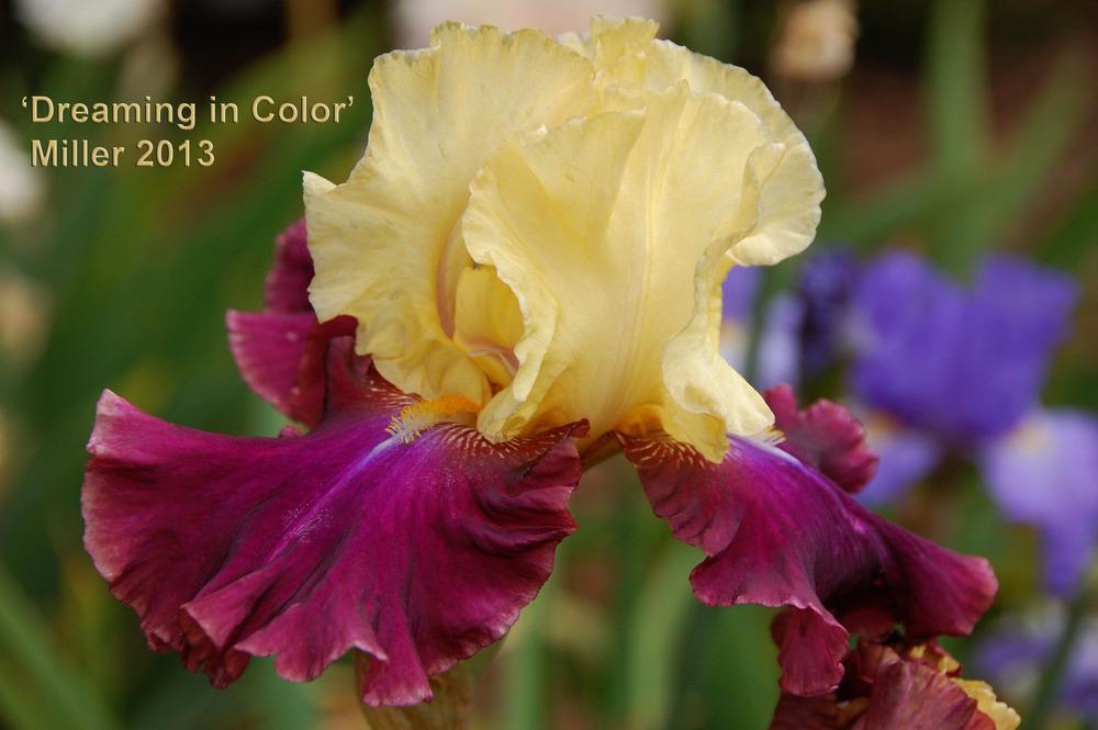Photo of Tall Bearded Iris (Iris 'Dreaming in Color') uploaded by Mikey