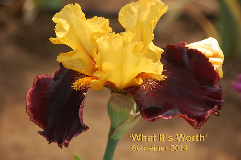 Photo of Tall Bearded Iris (Iris 'What It's Worth') uploaded by Mikey