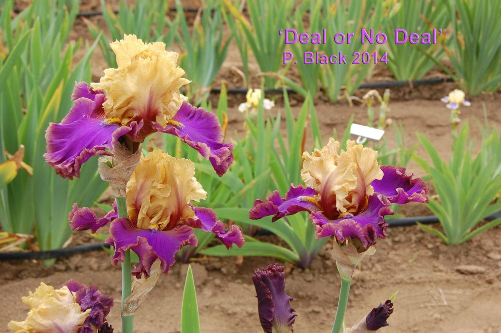 Photo of Tall Bearded Iris (Iris 'Deal or No Deal') uploaded by Mikey