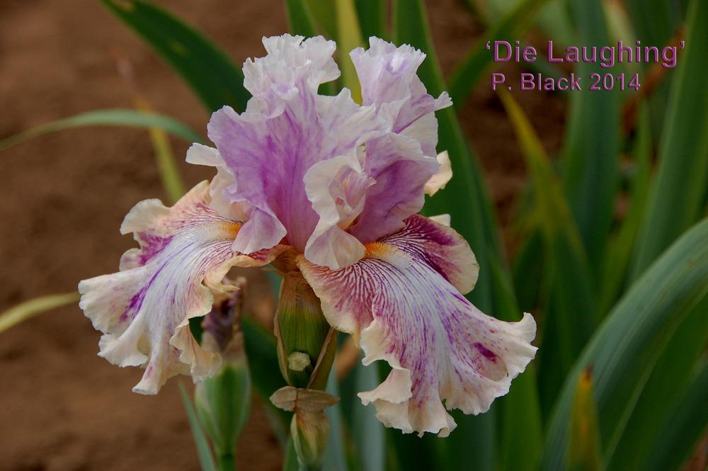 Photo of Tall Bearded Iris (Iris 'Die Laughing') uploaded by Mikey