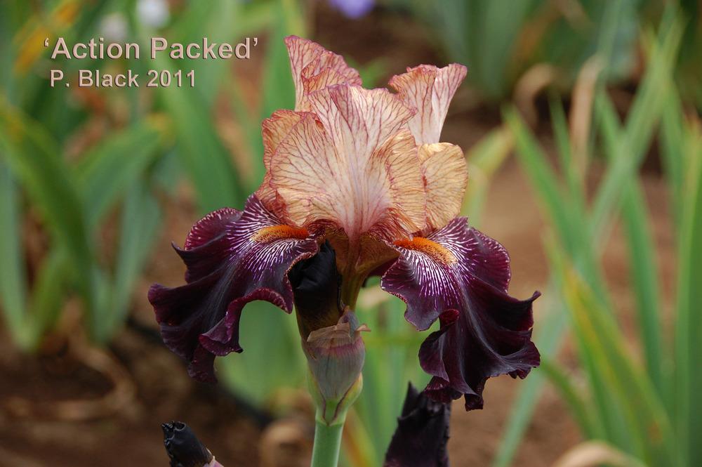 Photo of Tall Bearded Iris (Iris 'Action Packed') uploaded by Mikey