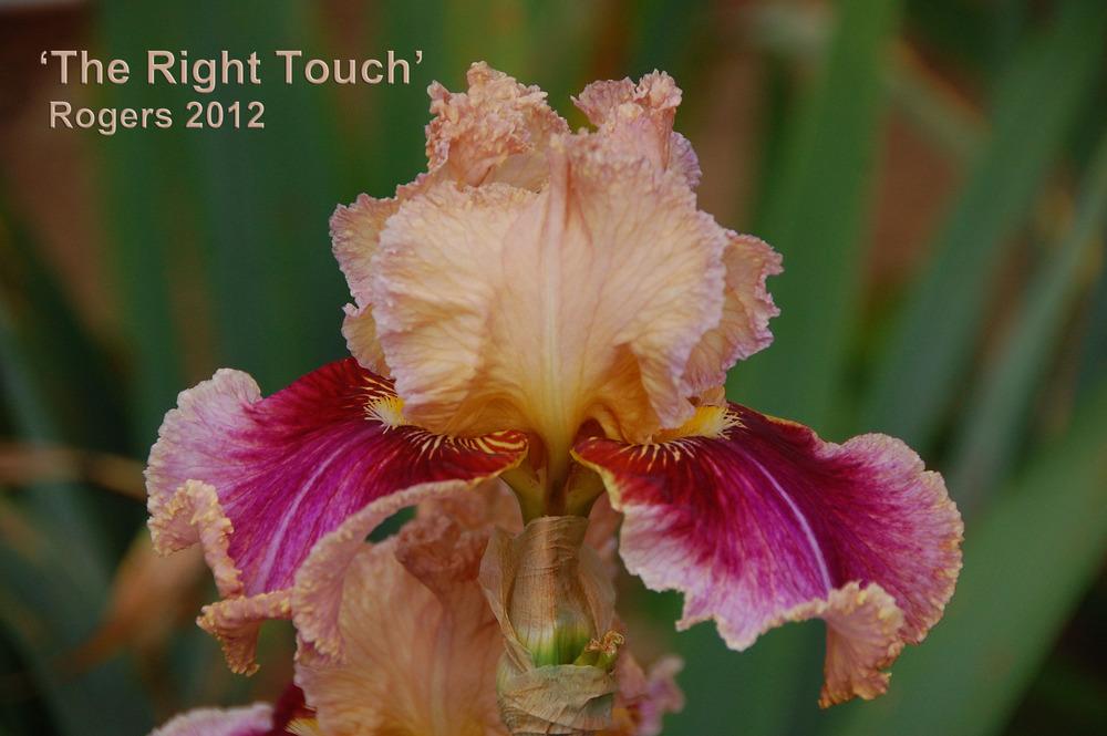 Photo of Tall Bearded Iris (Iris 'The Right Touch') uploaded by Mikey