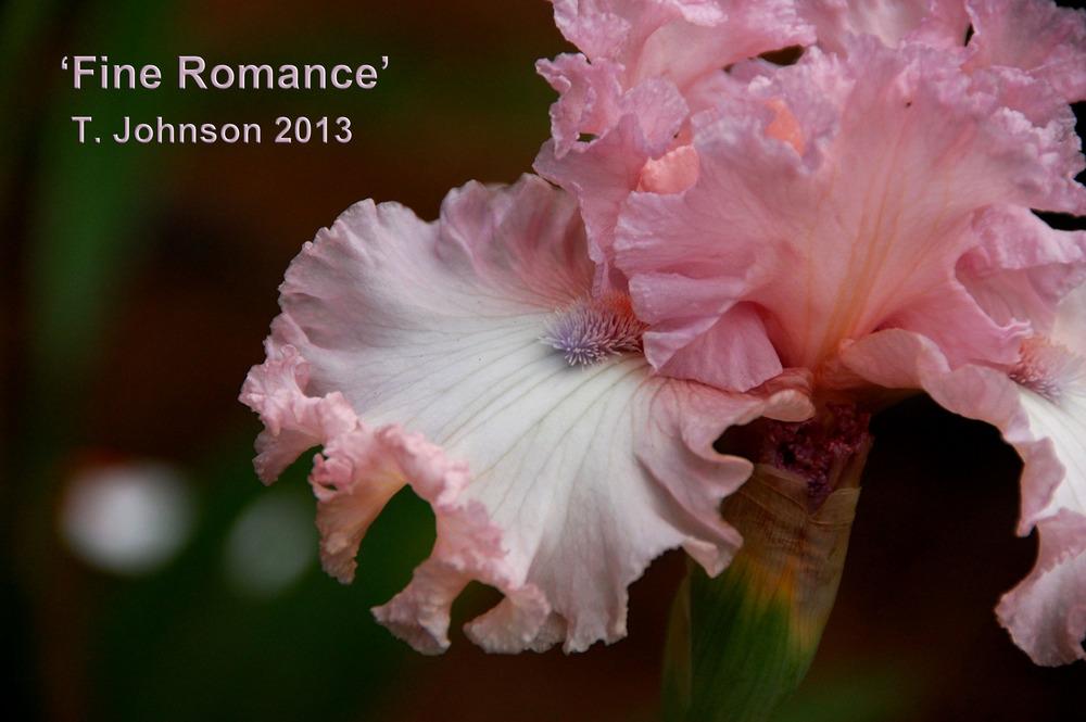 Photo of Tall Bearded Iris (Iris 'Fine Romance') uploaded by Mikey