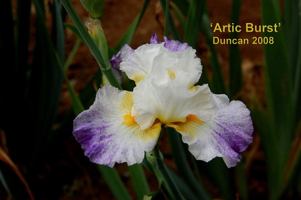 Photo of Tall Bearded Iris (Iris 'Arctic Burst') uploaded by Mikey