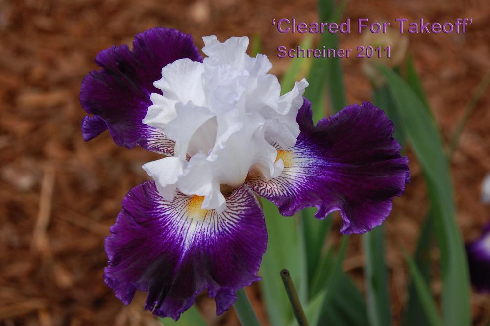 Photo of Tall Bearded Iris (Iris 'Cleared for Takeoff') uploaded by Mikey
