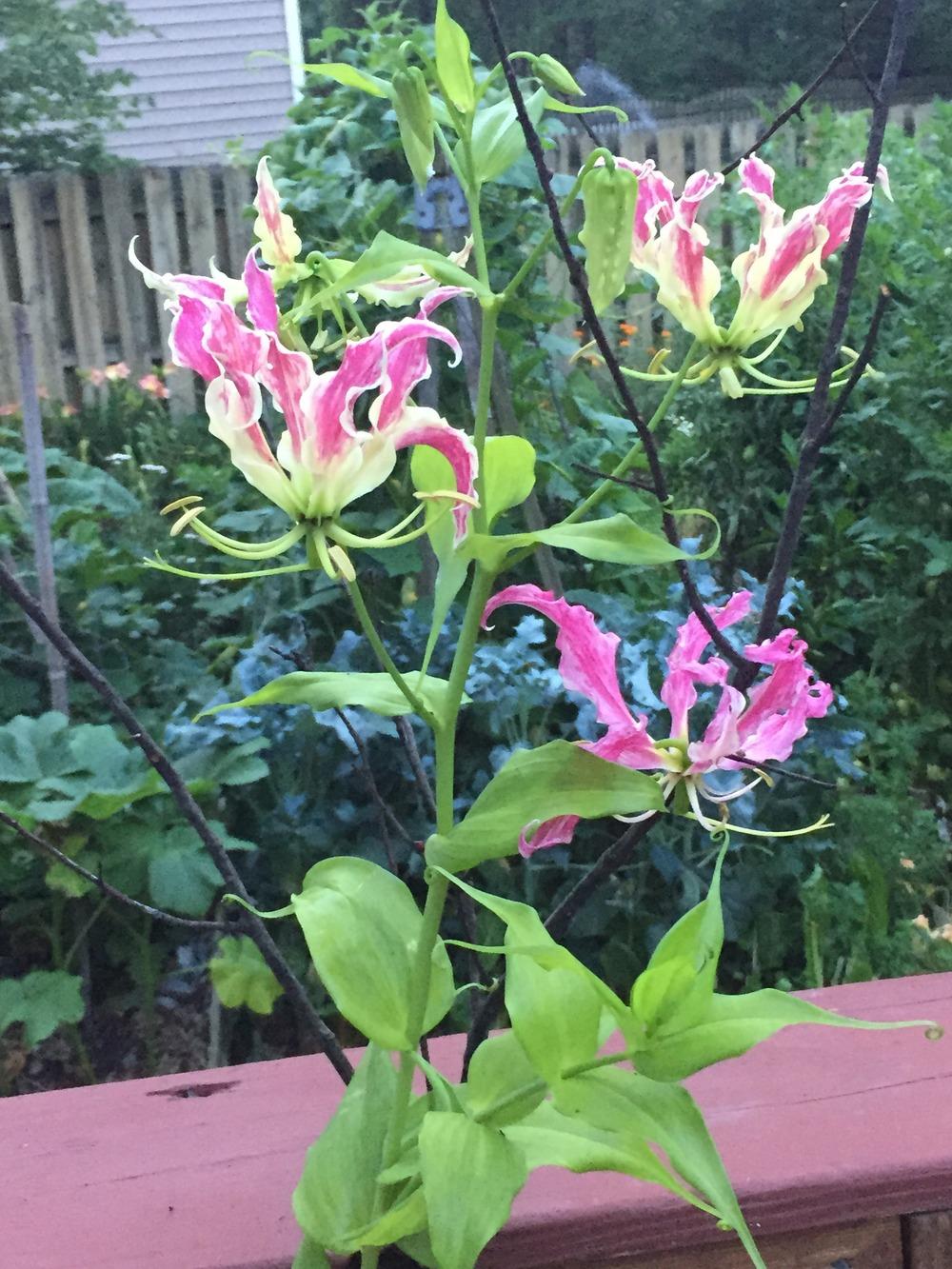 Photo of Gloriosa Lily (Gloriosa superba) uploaded by SCButtercup