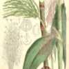 Zea luxurians Curtis’s Botanical Magazine 1879