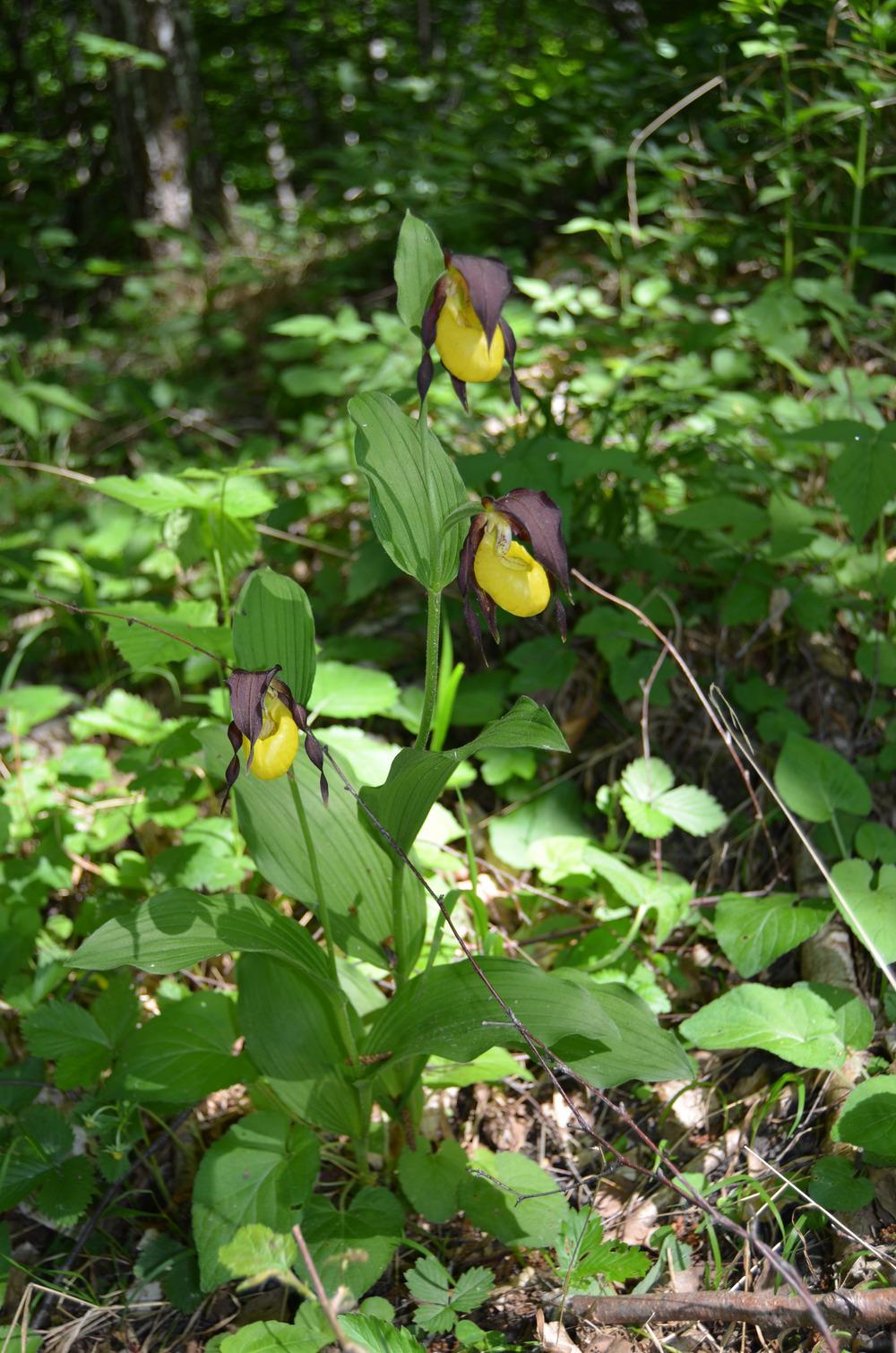 Photo of Yellow Lady's Slipper Orchid (Cypripedium calceolus) uploaded by admin