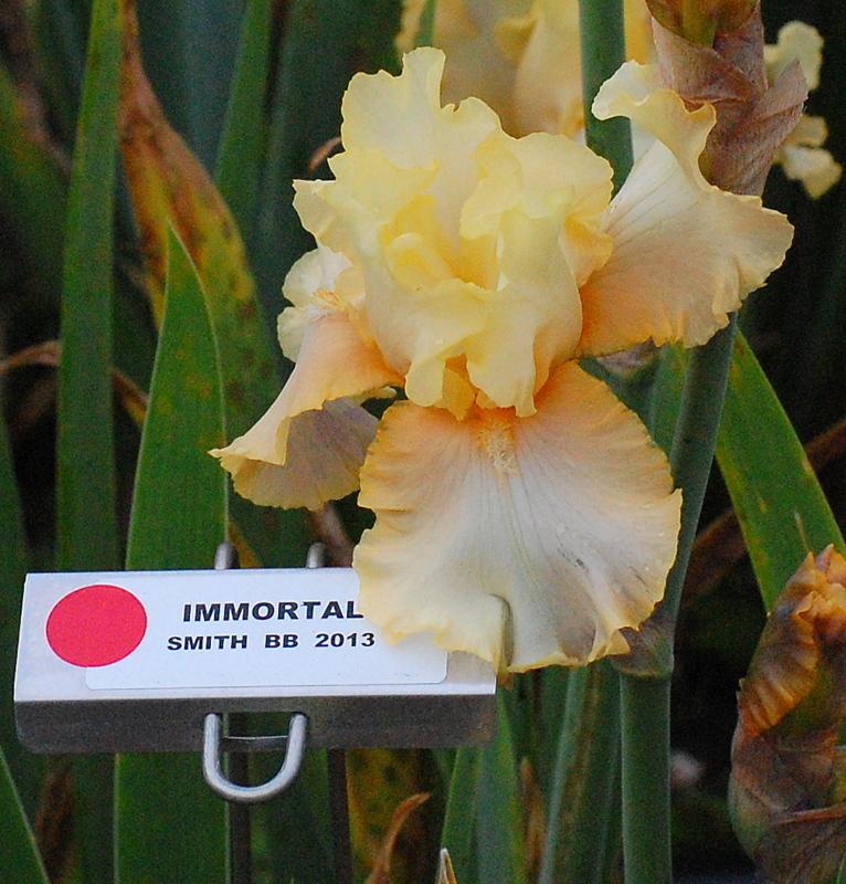 Photo of Border Bearded Iris (Iris 'Immortal') uploaded by coboro