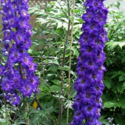 Staking Tall Delphiniums