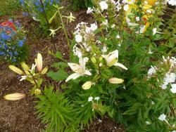 Thumb of 2015-06-19/indygardengal/d2fc71