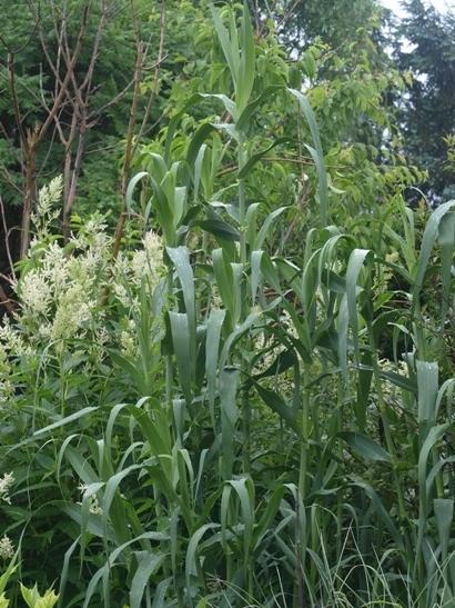 Photo of Reed Grass (Arundo donax) uploaded by plantrob