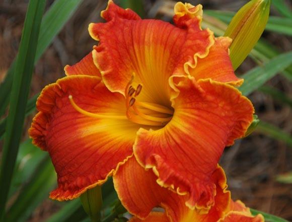 Photo of Daylily (Hemerocallis 'Spacecoast Francis Busby') uploaded by shive1